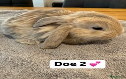 French Lop rabbits for sale: Stunning pure bred French lops  - Image 8