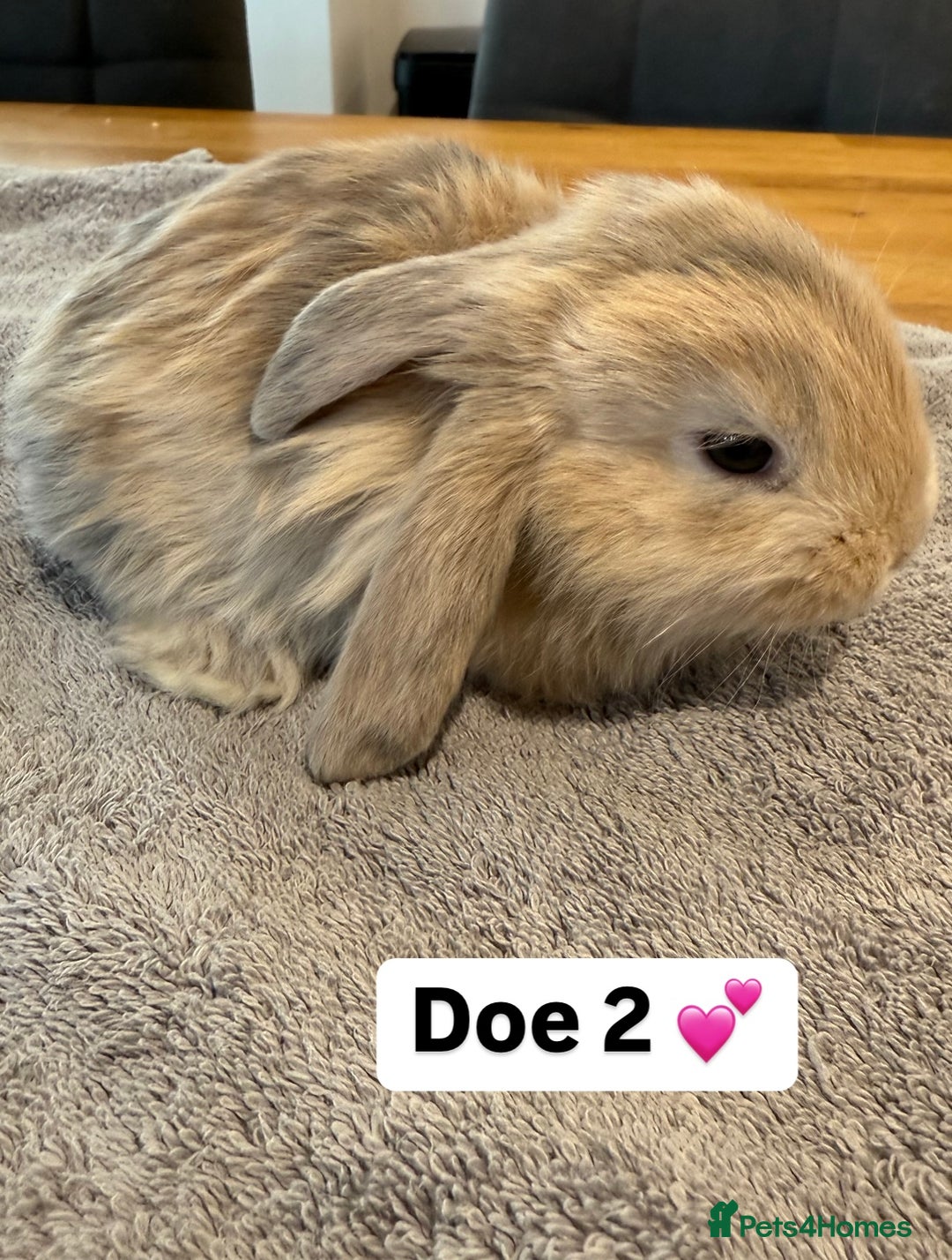 French Lop rabbits for sale: Stunning pure bred French lops  - Image 8