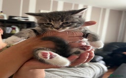 Mixed Breed cats for sale: Only 2 kittens 🐈‍⬛ left. - Image 1