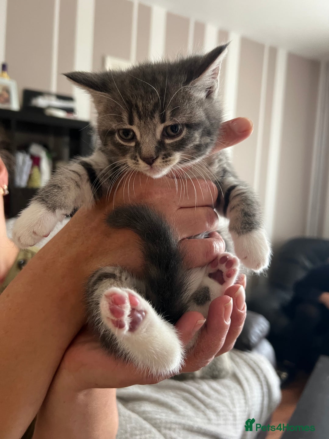 Mixed Breed cats for sale: Only 2 kittens 🐈‍⬛ left. - Image 1