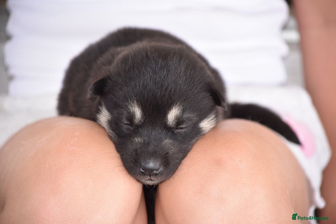 Siberian Husky dogs for sale: 🐾9 Husky Puppies Looking for Forever Homes!🐾 - Image 5