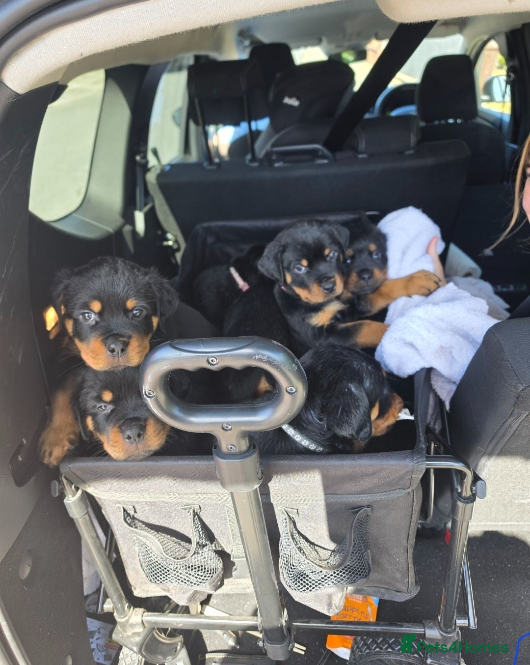 Rottweiler dogs Rottweiler puppies ready 17th june - Advert 2