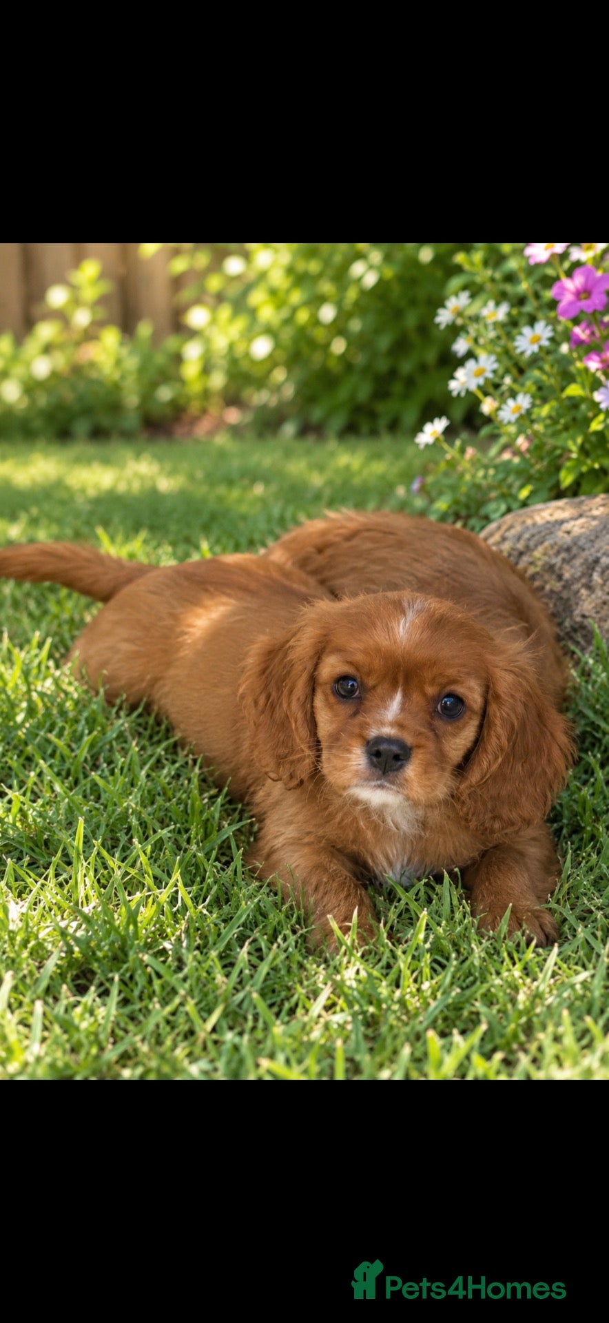 Cavalier King Charles Spaniel dogs 💙Ready now Kc dna clear cavalier pupies 💙 - Advert 6