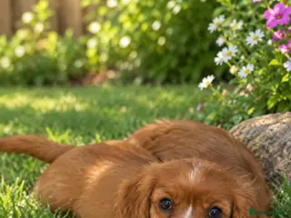 Cavalier King Charles Spaniel dogs 💙Ready now Kc dna clear cavalier pupies 💙 - Advert 6
