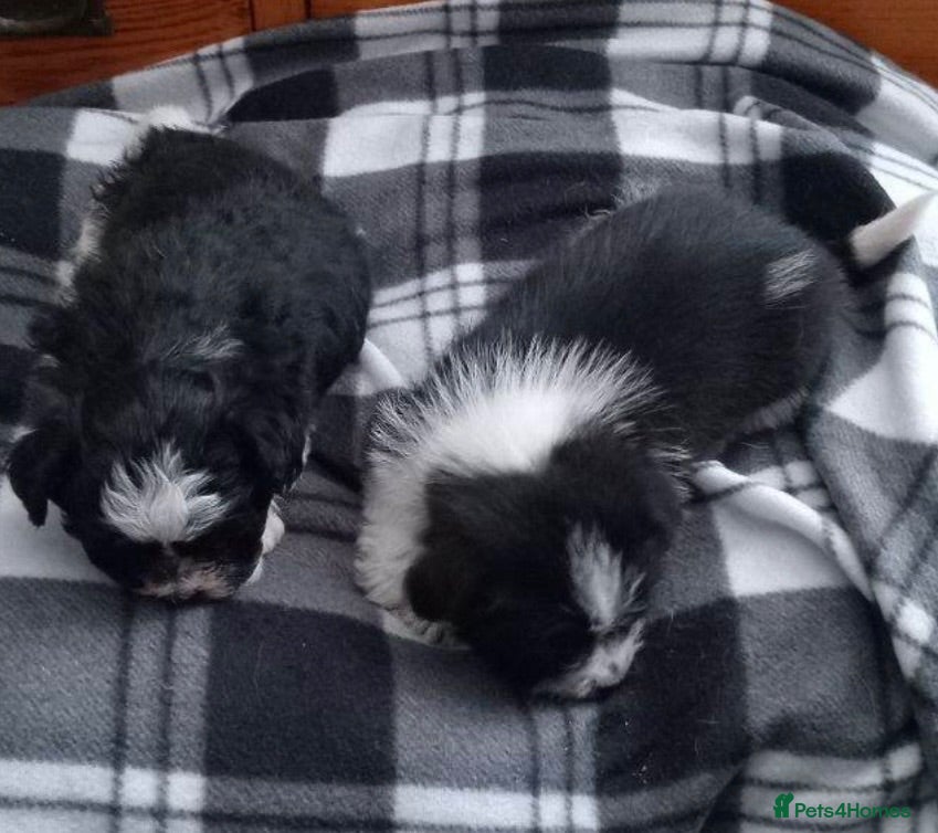 Shih Tzu dogs 10 week old male black & white shih tzu puppy  - Advert 3