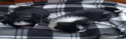 Shih Tzu dogs for sale: 10 week old male black & white shih tzu puppy  - Advert 1