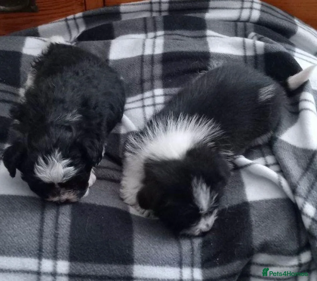 Shih Tzu dogs for sale: 10 week old male black & white shih tzu puppy  - Advert 1