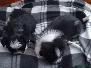 Shih Tzu dogs 10 week old male black & white shih tzu puppy - Advert 9