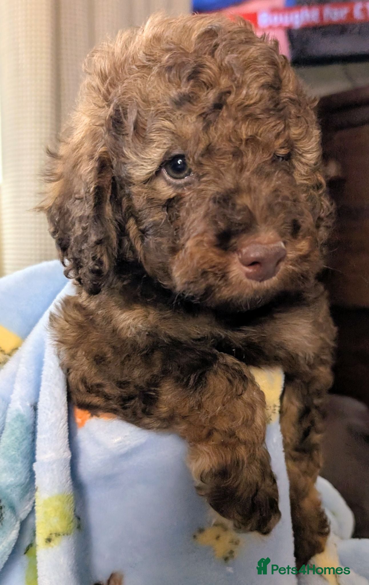 Cavapoo dogs READY NOW - Insured and vacccinated - Advert 2