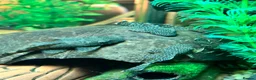 Plecos fish for sale: Juvenile Bristlenose Plecos  - Advert 2