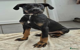 Dobermann dogs for sale: Gorgeous male pup - Image 2