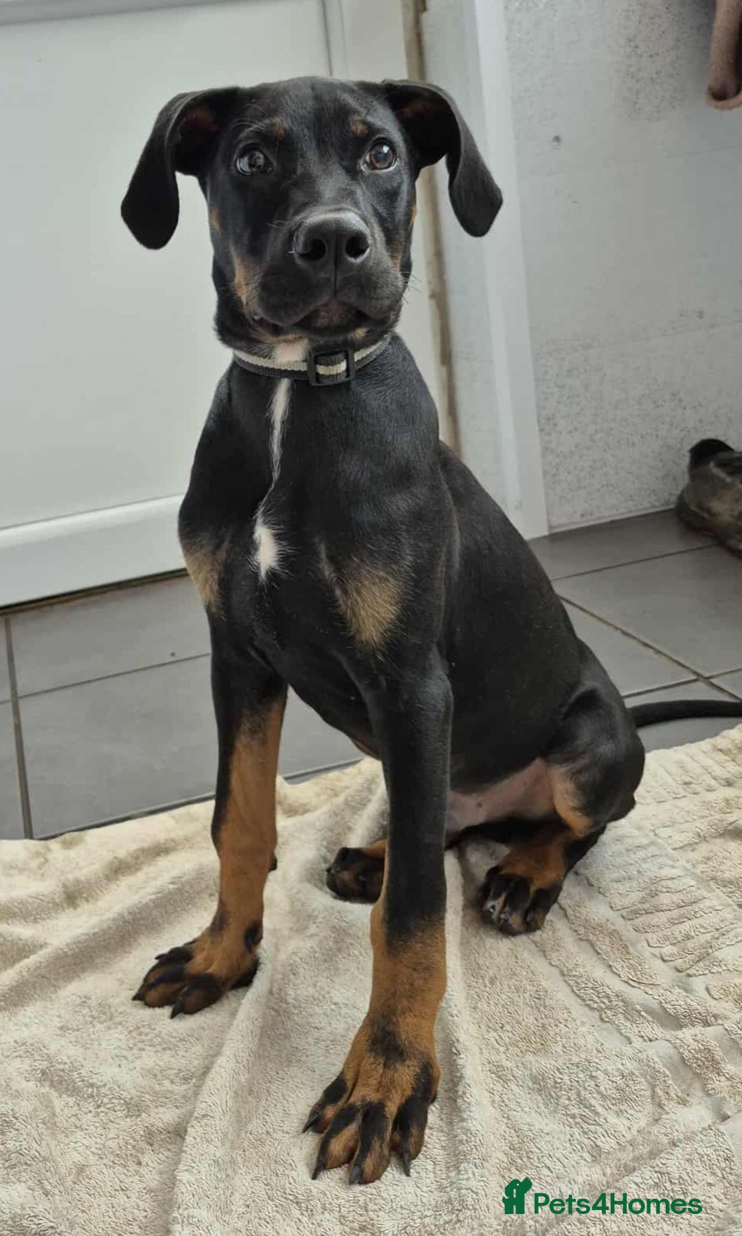 Dobermann dogs for sale: Gorgeous male pup - Image 2