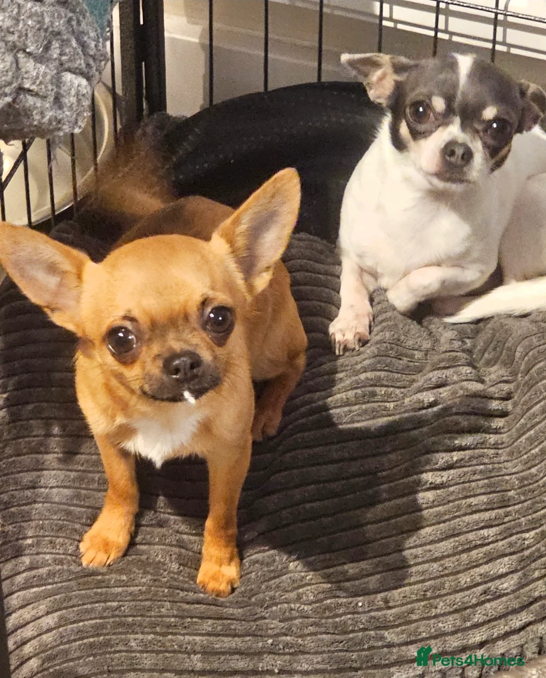 Chihuahua dogs for sale: 5 Gen KC Reg apple head chihuahuas  - Advert 5
