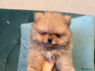 Pomeranian dogs - Advert 2