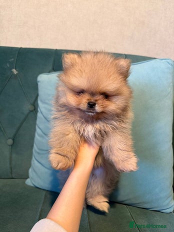 Pomeranian dogs - Advert 1