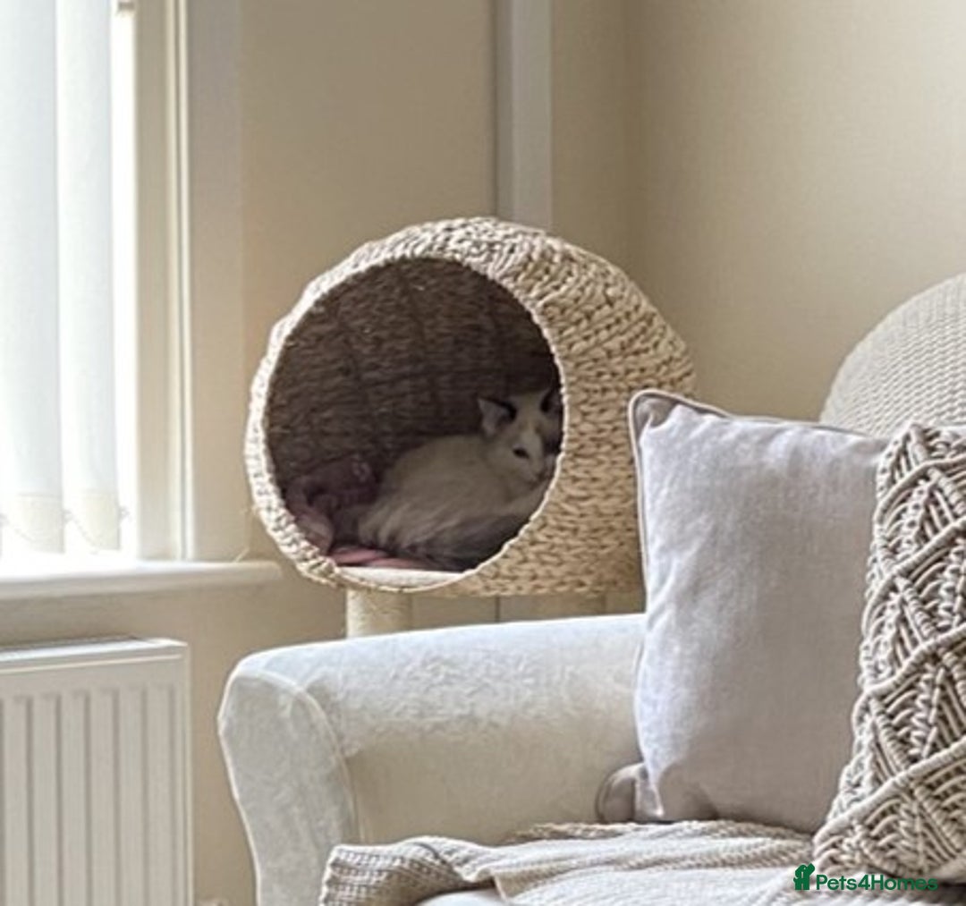 Ragdoll cats for sale: Female Ragdoll For Sale - Advert 5