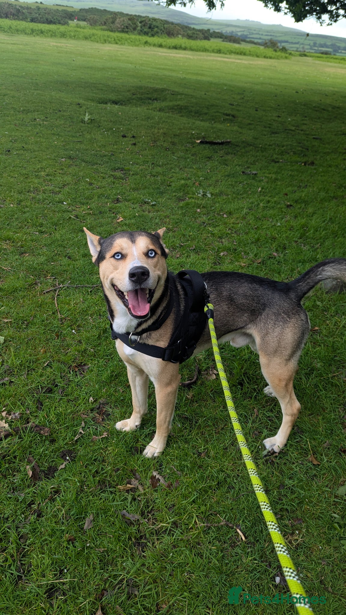 Shepsky dogs for sale: This is wolf  - Advert 2