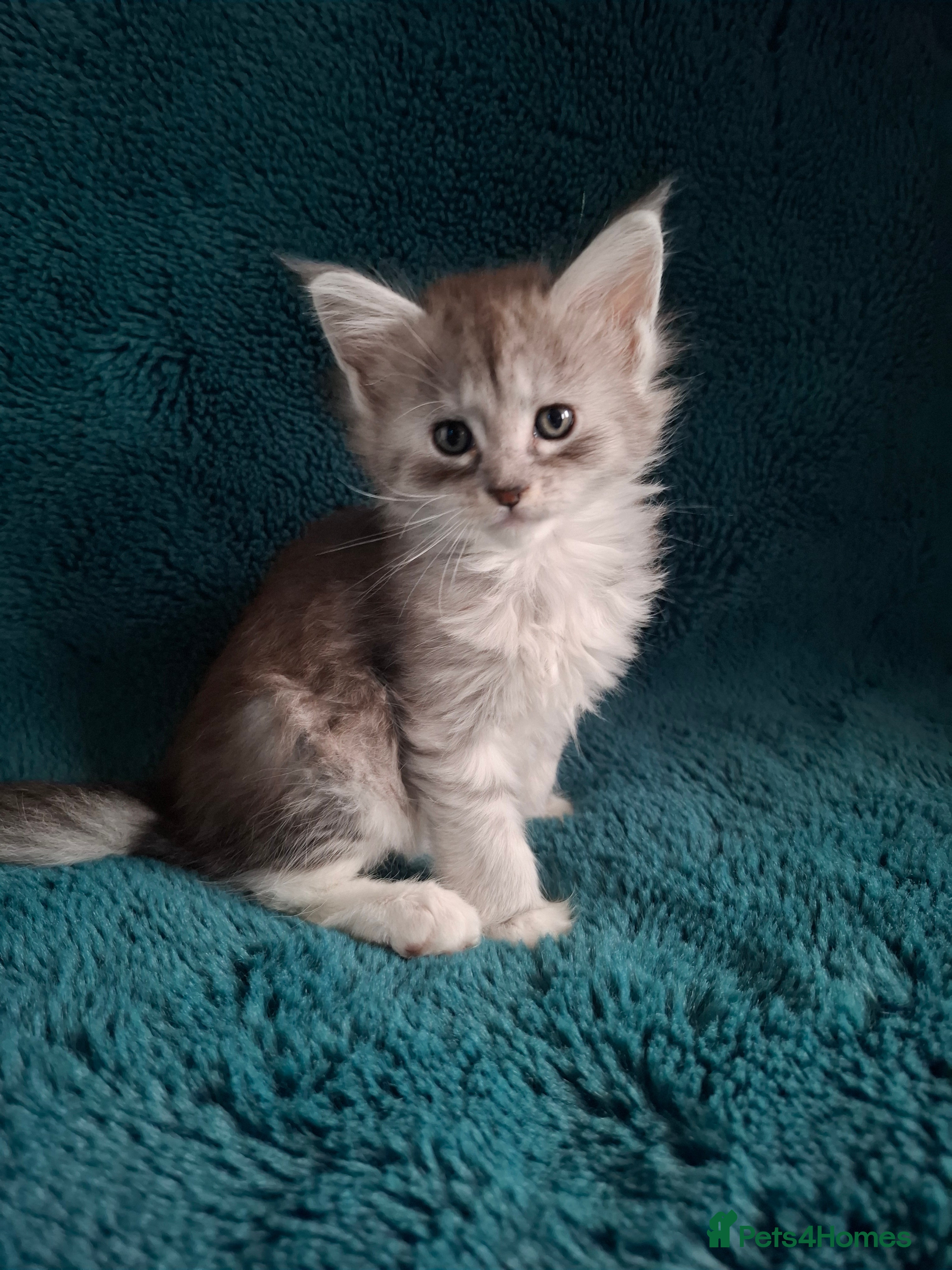 Maine Coon cats Tica Registered Maine Coon Kittens - Advert 1
