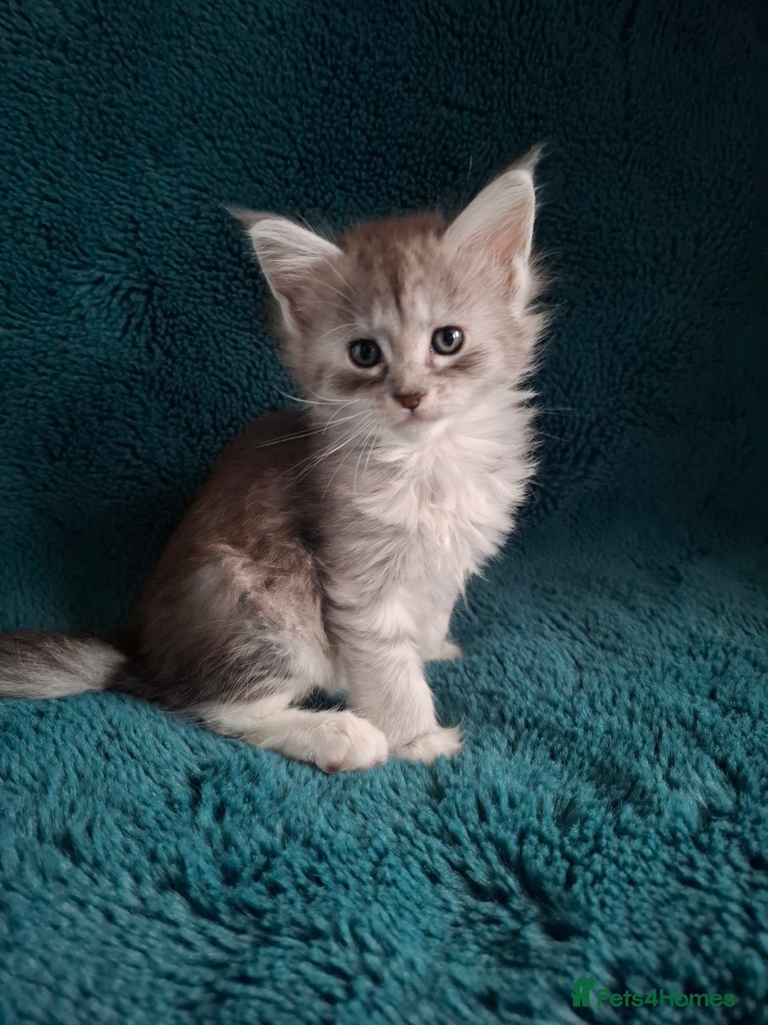 Maine Coon cats for sale: Tica Registered Maine Coon Kittens - Advert 1