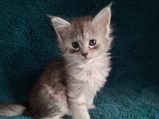 Maine Coon cats Tica Registered Maine Coon Kittens - Advert 1