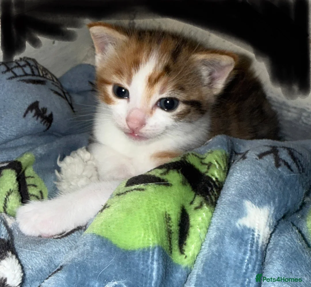 Mixed Breed cats for sale: Beautiful calico female  - Advert 3