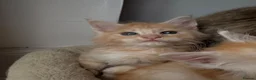 Maine Coon cats for sale: Sweet teddy bears. 🧸 🐈‍⬛ - Advert 11