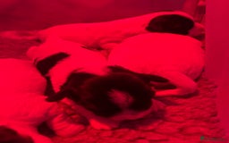 Sealyham Terrier dogs for sale: Sealyham terrier crosses  - Image 4