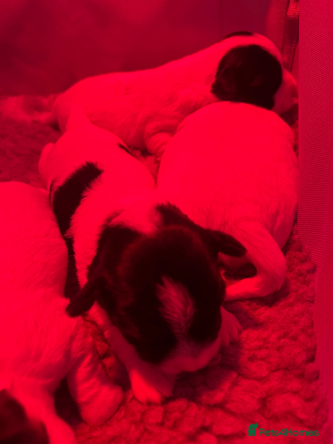 Sealyham Terrier dogs for sale: Sealyham terrier crosses  - Image 4