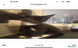 Mixed Breed cats for sale: 2 twin girls - Image 2