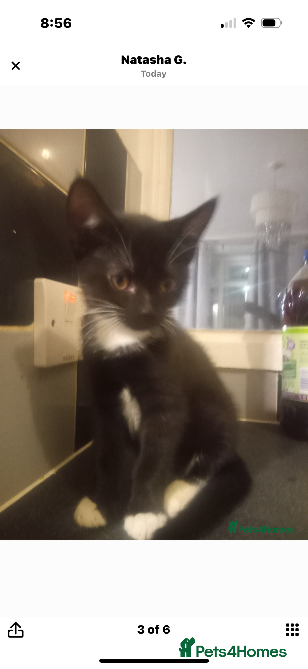 Mixed Breed cats for sale: 2 twin girls - Image 2