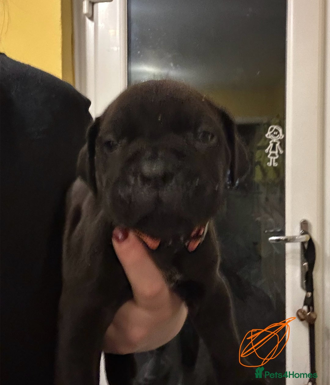Cane Corso dogs for sale: Beautiful Cane Corso Puppies  - Advert 5