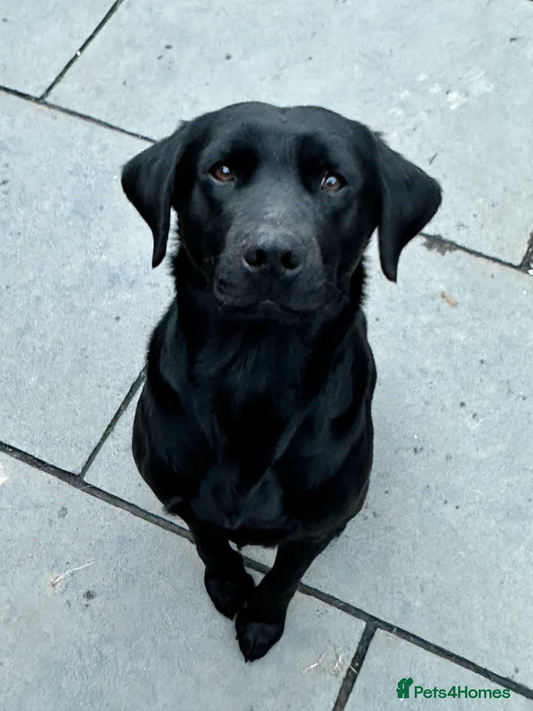 Labrador Retriever dogs for stud: For stud  in Market Drayton - Advert 5
