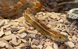 Corn Snake reptiles for sale: Full Setup - 2 tame Corn Snakes and large vivarium - Image 4