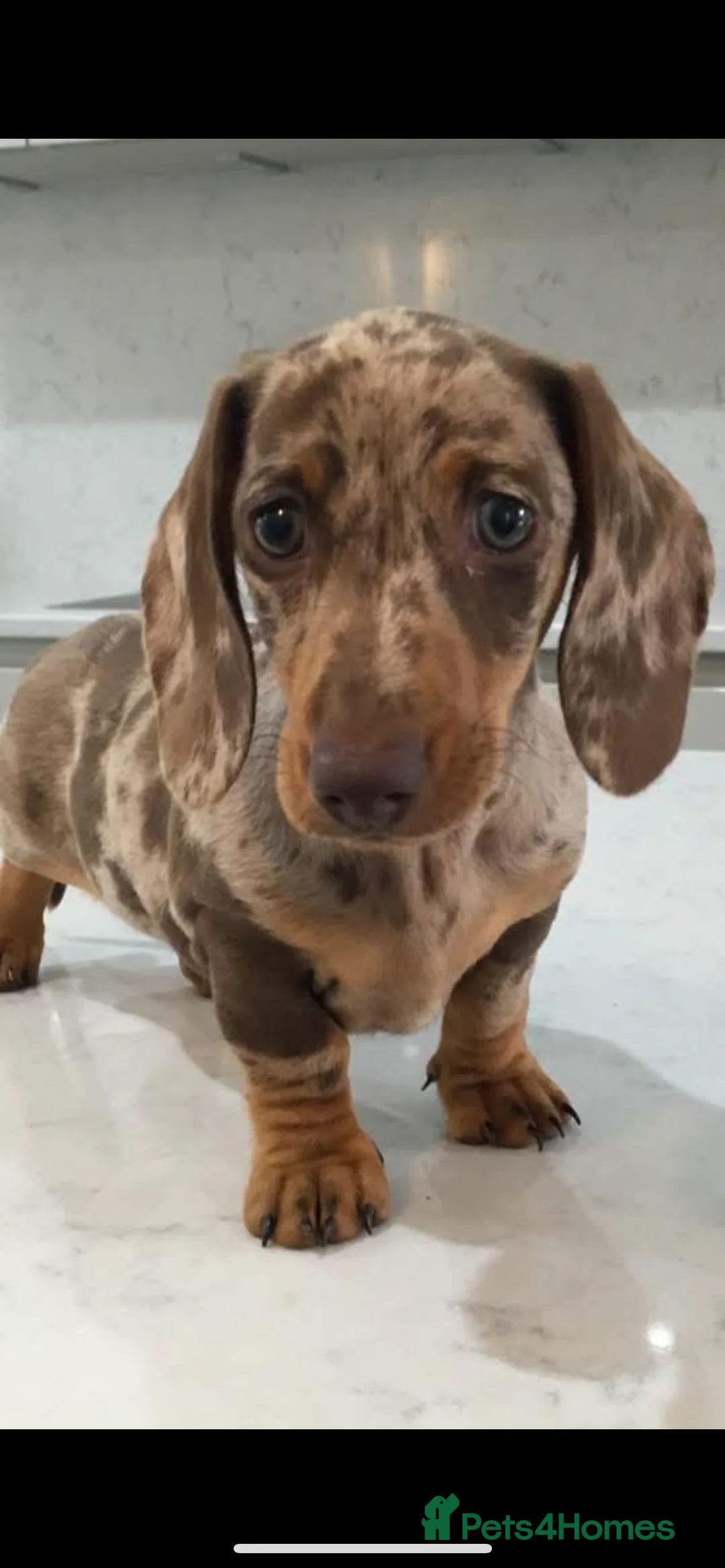 Miniature Dachshund dogs for stud: Stunning Dachounds for stud  - Advert 6