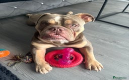 English Bulldog dogs for stud: Pablo - Image 7