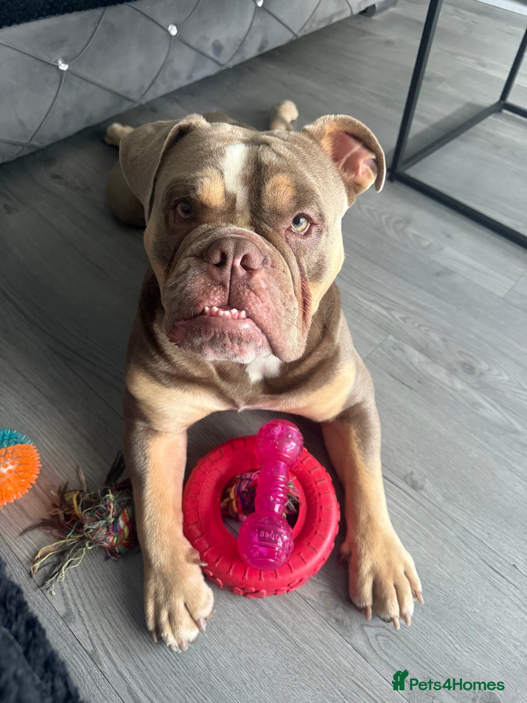 English Bulldog dogs for stud: Pablo - Image 7