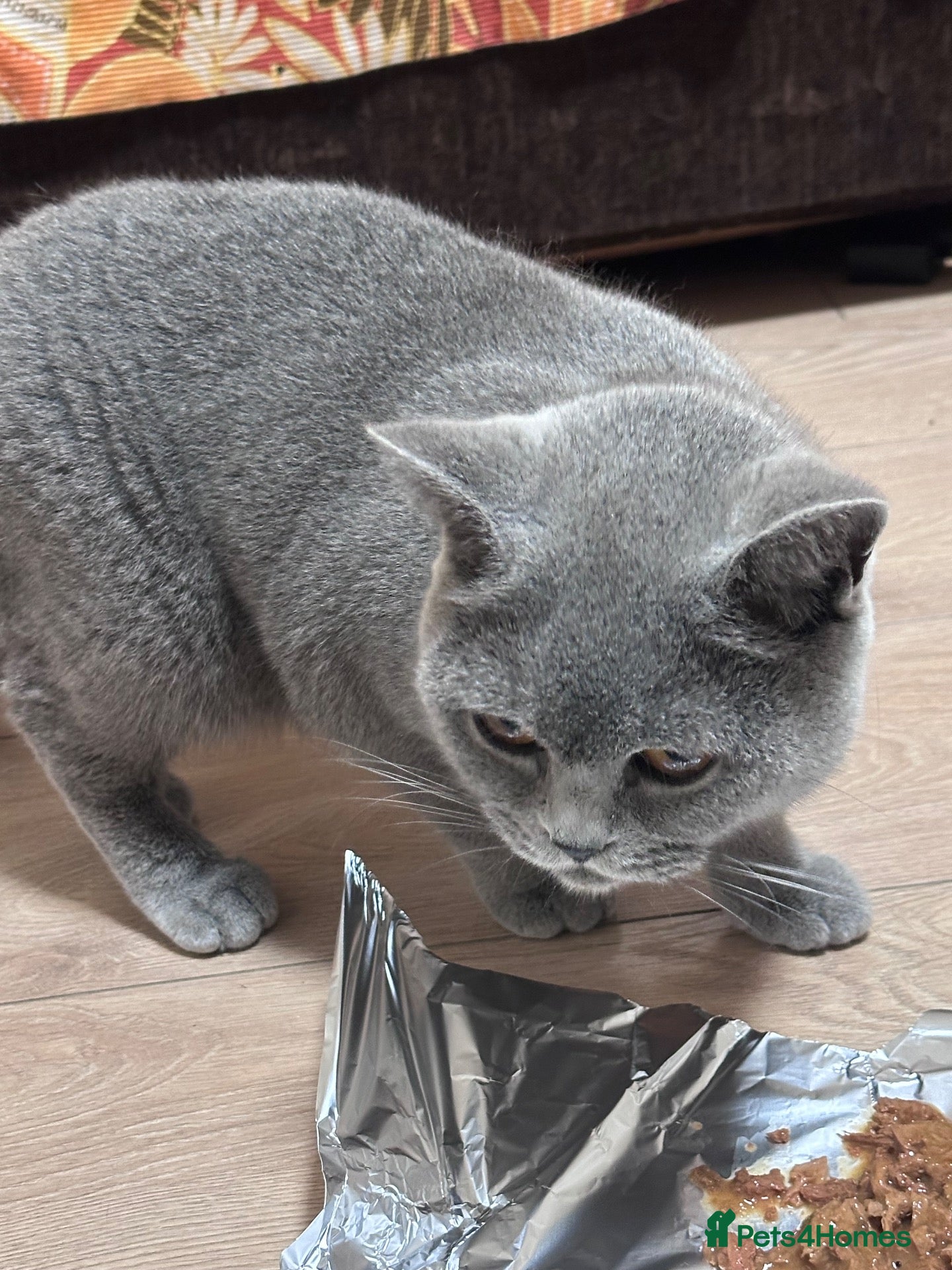 British Shorthair cats GCCF X2 Active Females BSH - Advert 1