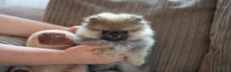 Pomeranian dogs for sale: Four small cute pups  - Advert 25