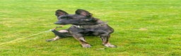 Belgian Shepherd Dog dogs for sale: Part Trained protection dog for sale - Advert 4