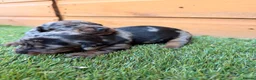 Miniature Dachshund dogs for sale: 3 beautiful minis!  - Advert 7