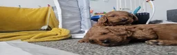 Cavapoo dogs for sale: Beautiful Cavapoo puppies ready for Half Term! - Advert 12