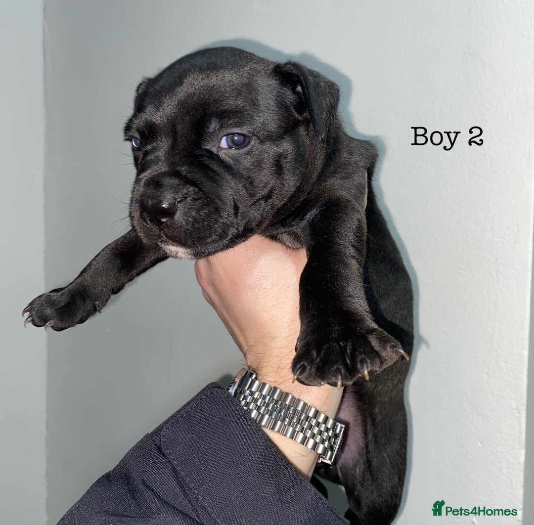 Staffordshire Bull Terrier dogs for sale: Full black Show Quality Staffy pups (Kassius Pup)  - Advert 8
