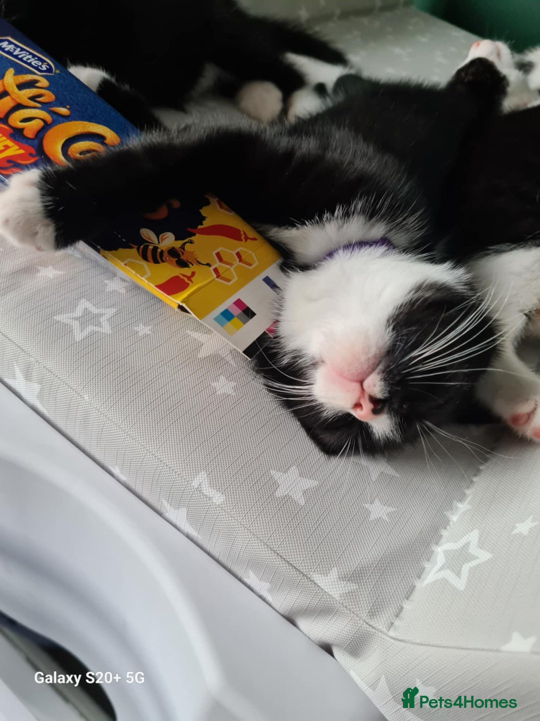 Mixed Breed cats for sale: 3 female kittens 1 male - Image 11