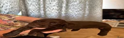 Cocker Spaniel dogs for sale: Beautiful cocker spaniels puppies  - Advert 7