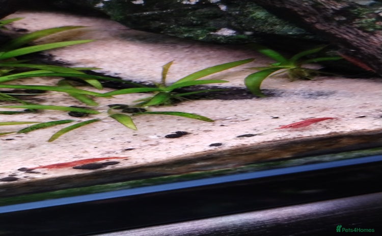 Shrimps fish - Advert 16