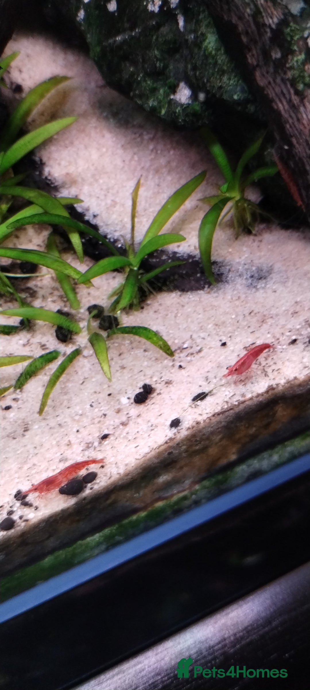 Shrimps fish for sale: Red /Red cherry shrimps  - Image 1