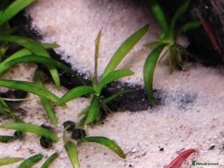 Shrimps fish - Advert 1