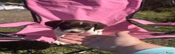 English Springer Spaniel dogs for sale: English springer spaniel pups for sale - Advert 39