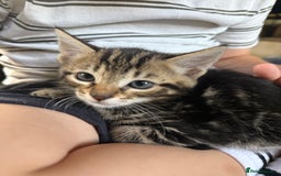Bengal cats for sale: X Bengal Kittens x5 available   - Image 11