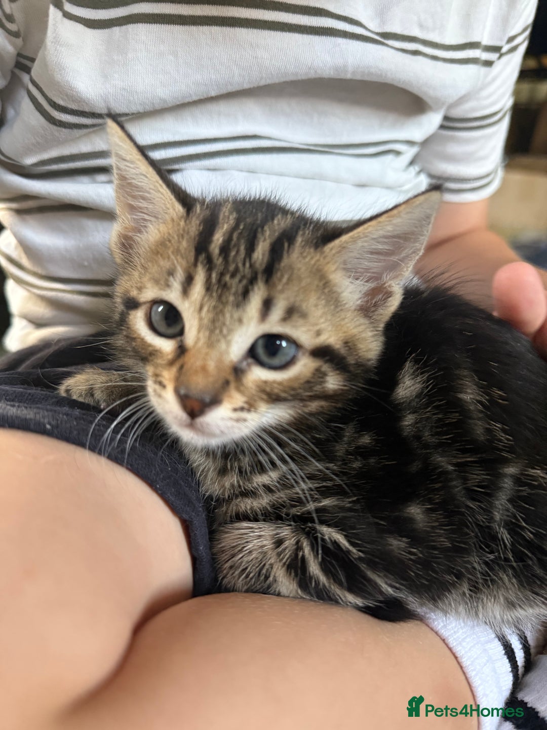 Bengal cats for sale: X Bengal Kittens x5 available   - Image 11